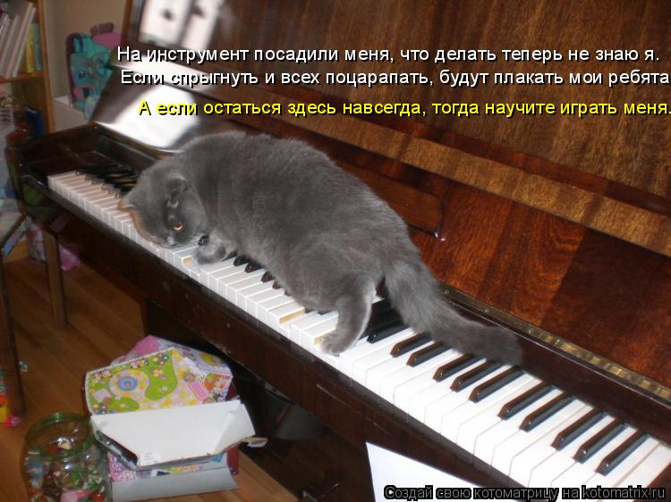 На инструмент посадили меня, что делать теперь не знаю я. Если спрыгнуть и всех поцарапать, будут пла... Котоматрица: На инструмент посадили меня, что делать теперь не знаю я. Если спрыгнуть и всех поцарапать, будут плакать мои ребята, А если остаться здесь н