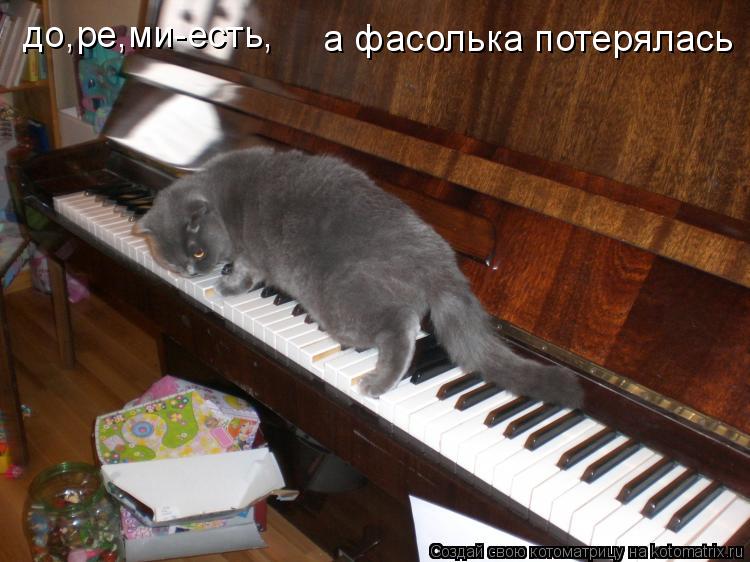 до,ре,ми-есть, а фасолька потерялась... Котоматрица: до,ре,ми-есть, а фасолька потерялась