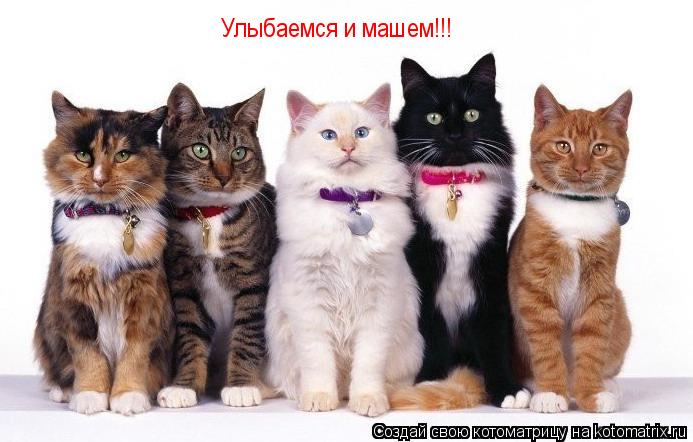Улыбаемся и машем!!!... Котоматрица: Улыбаемся и машем!!!