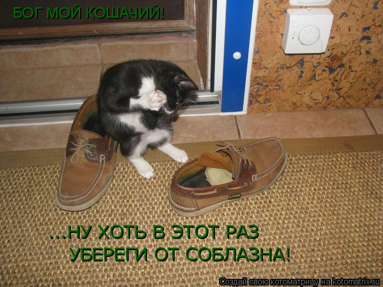 БОГ МОЙ КОШАЧИЙ! ...НУ ХОТЬ В ЭТОТ РАЗ УБЕРЕГИ ОТ СОБЛАЗНА!... Котоматрица: БОГ МОЙ КОШАЧИЙ! ...НУ ХОТЬ В ЭТОТ РАЗ УБЕРЕГИ ОТ СОБЛАЗНА!