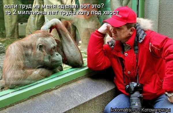 если труд из меня сделал вот это? то 2 миллиона лет труда коту под хвост... Котоматрица: если труд из меня сделал вот это? то 2 миллиона лет труда коту под хвост