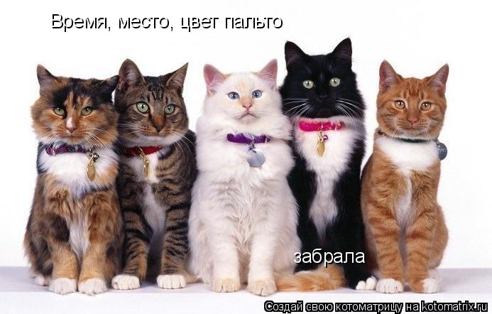 Время, место, цвет пальто забрала... Котоматрица: Время, место, цвет пальто забрала