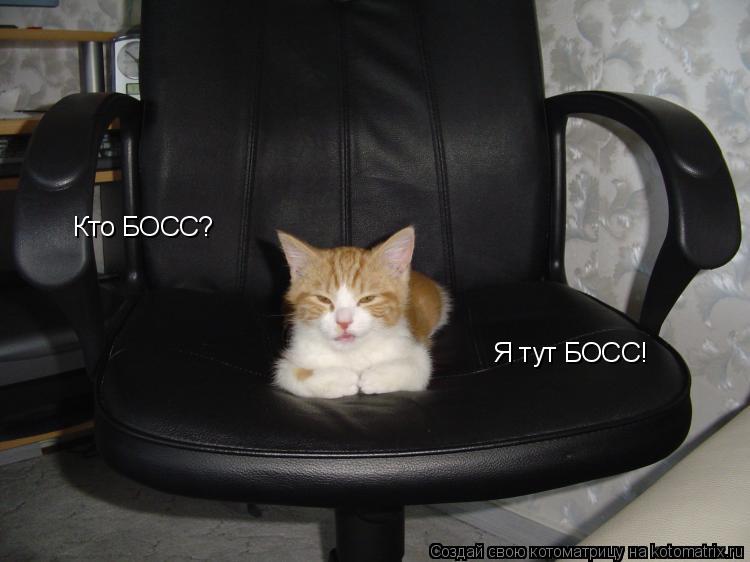 Кто БОСС? Я тут БОСС!... Котоматрица: Кто БОСС? Я тут БОСС!