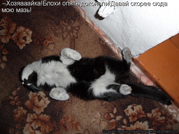 --Хозяааайка!Блохи опять доконали!Давай скорее сюда мою мазь!... Котоматрица: --Хозяааайка!Блохи опять доконали!Давай скорее сюда мою мазь!
