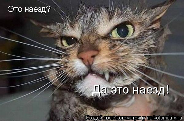 Это наезд? Да это наезд!... Котоматрица: Это наезд? Да это наезд!