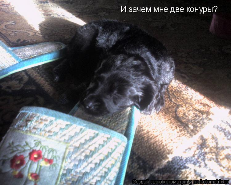 Котоматрица: И зачем мне две конуры?