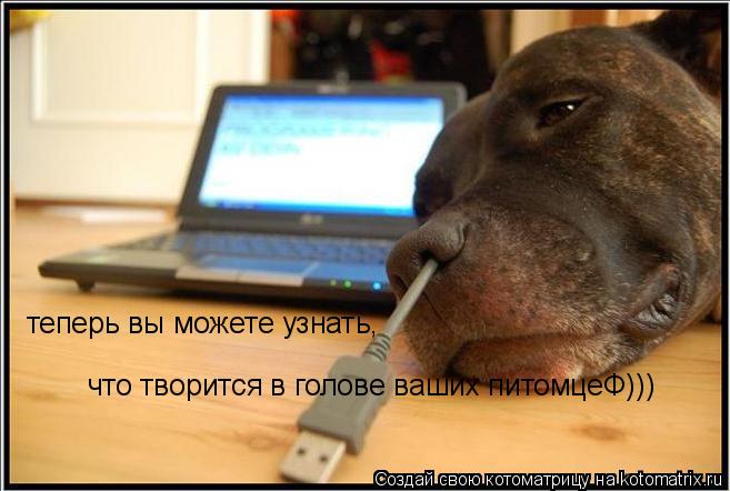Котоматрица: теперь вы можете узнать, что творится в голове ваших питомцеФ))) что творится в голове ваших питомцеФ)))