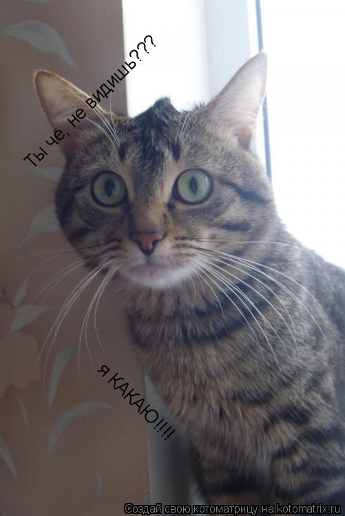 Котоматрица: Ты чё, не видишь??? Ты чё, не видишь??? я КАКАЮ!!!!