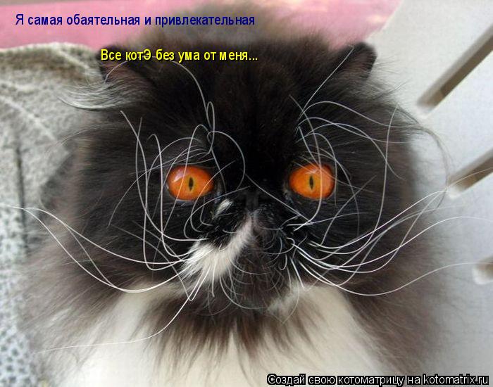 Котоматрица: Я самая обаятельная и привлекательная Все котЭ без ума от меня...