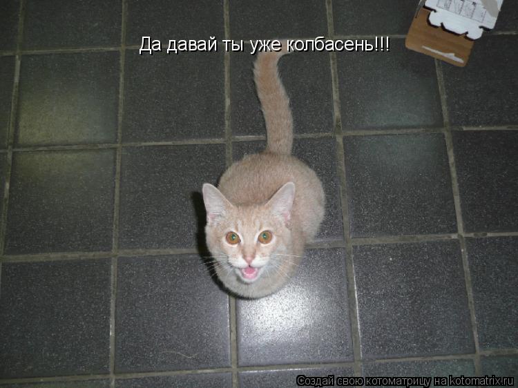 Котоматрица: Да давай ты уже колбасень!!!