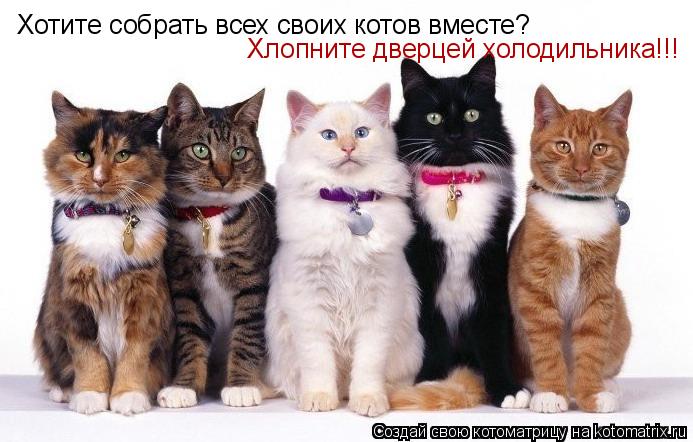 Котоматрица: Хотите собрать всех своих котов вместе? Хлопните дверцей холодильника!!!
