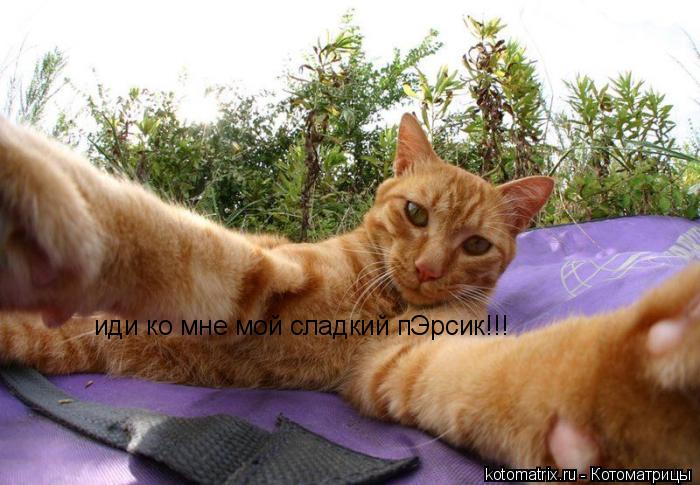 Котоматрица: иди ко мне мой сладкий пЭрсик!!!
