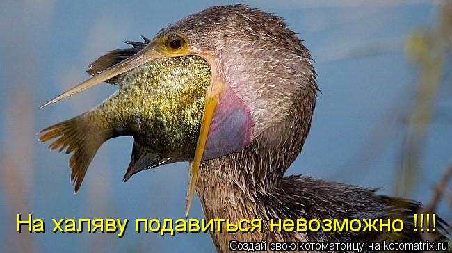 Котоматрица: На халяву подавиться невозможно !!!!