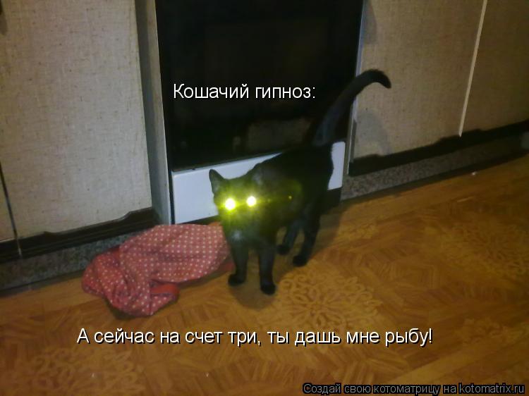 Котоматрица: Кошачий гипноз: А сейчас на счет три, ты дашь мне рыбу!