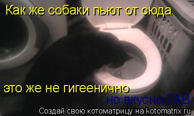 Котоматрица: Как же собаки пьют от сюда  это же не гигеенично ...но вкусно,ГАВ