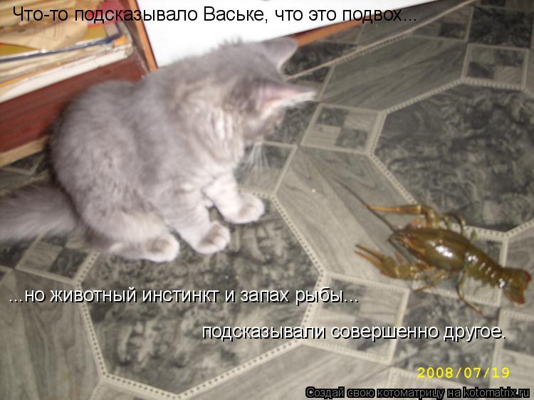 Котоматрица: ...но животный инстинкт и запах рыбы... подсказывали совершенно другое. Что-то подсказывало Ваське, что это подвох...