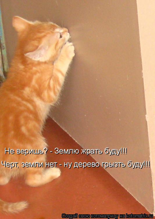 Котоматрица: Не веришь? - Землю жрать буду!!!  Черт, земли нет - ну дерево грызть буду!!!