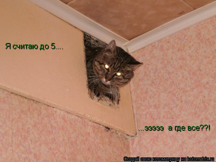 Котоматрица: Я считаю до 5....     ...эээээ  а где все??!