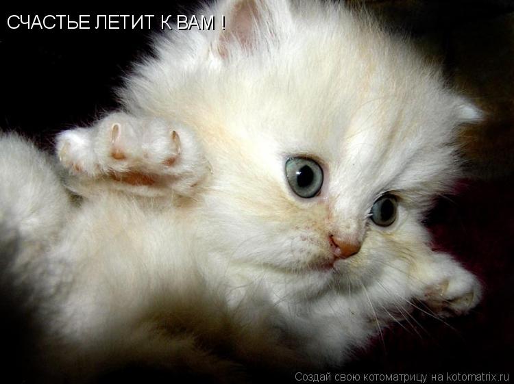 Котоматрица: СЧАСТЬЕ ЛЕТИТ К ВАМ !