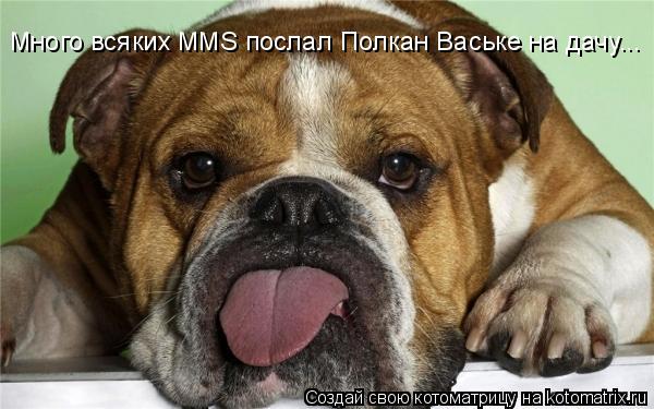Котоматрица: Много всяких ММS послал Полкан Ваське на дачу...