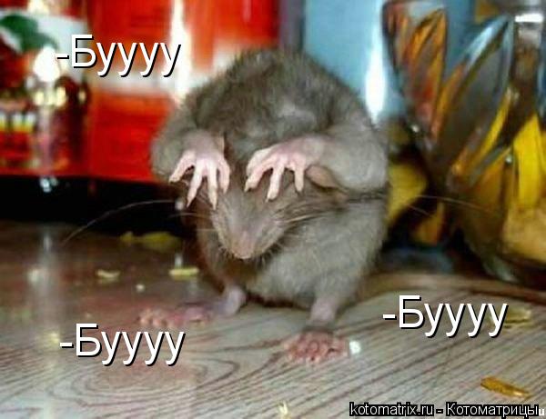 Котоматрица: -Буууу -Буууу -Буууу