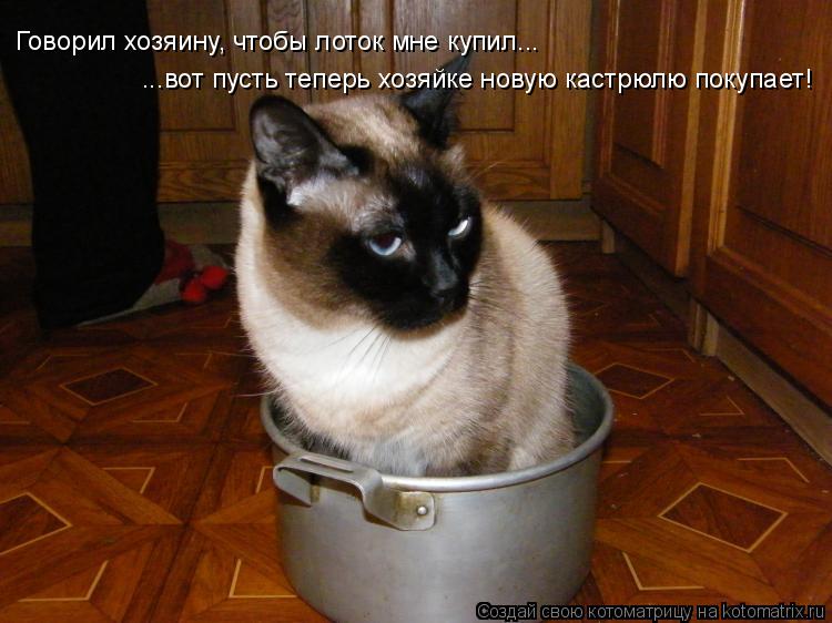 Котоматрица: Говорил хозяину, чтобы лоток мне купил... ...вот пусть теперь хозяйке новую кастрюлю покупает!