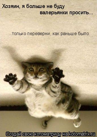 Котоматрица: Хозяин, я больше не буду  валерьянки просить... ...только переверни, как раньше было.