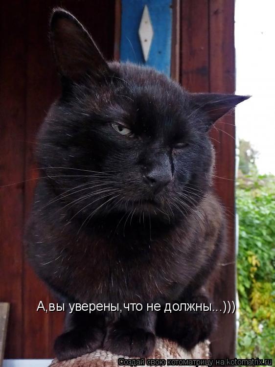 Котоматрица: А,вы уверены,что не должны...)))