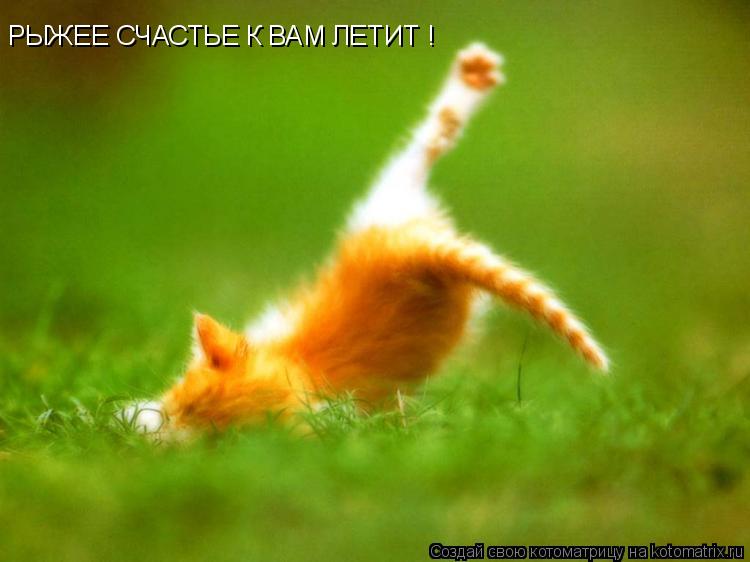 Котоматрица: РЫЖЕЕ СЧАСТЬЕ К ВАМ ЛЕТИТ !