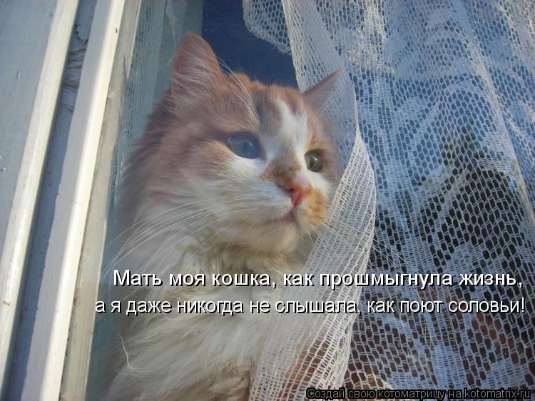 Котоматрица: Мать моя кошка, как прошмыгнула жизнь,  а я даже никогда не слышала, как поют соловьи!