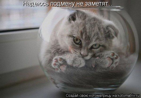 Котоматрица: Надеюсь подмену не заметят...