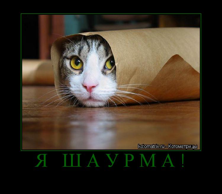 Котоматрица: Я шаурма! 