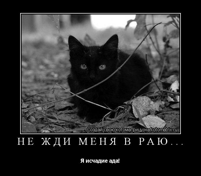 Не жди меня в раю... Я исчадие ада!... Котоматрица: Не жди меня в раю... Я исчадие ада!