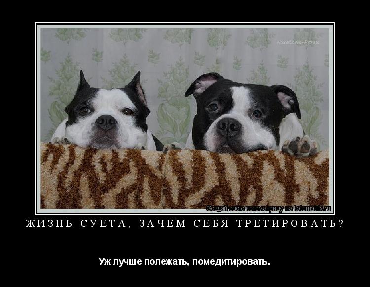 Жизнь суета, зачем себя третировать? Уж лучше полежать, помедитировать.... Котоматрица: Жизнь суета, зачем себя третировать? Уж лучше полежать, помедитировать.