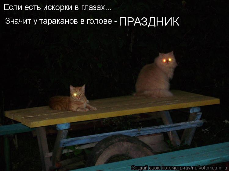 Котоматрица: Если есть искорки в глазах... Значит у тараканов в голове - ПРАЗДНИК