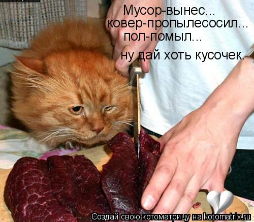 Мусор-вынес... ковер-пропылесосил... пол-помыл... ну дай хоть кусочек.... Котоматрица: Мусор-вынес... ковер-пропылесосил... пол-помыл... ну дай хоть кусочек.