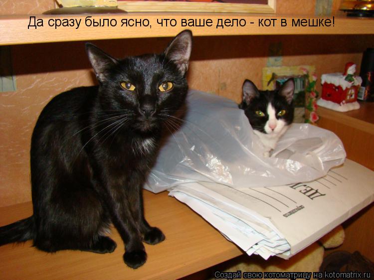 Котоматрица: Да сразу было ясно, что ваше дело - кот в мешке!