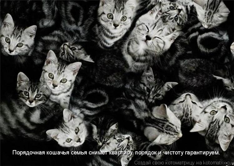 Котоматрица: Порядочная кошачья семья снимет квартиру. порядок и чистоту гарантируем.