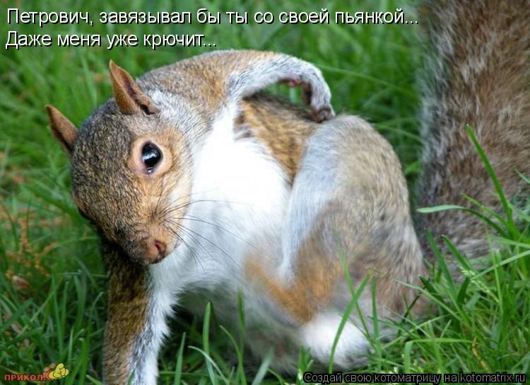 Котоматрица: Петрович, завязывал бы ты со своей пьянкой... Даже меня уже крючит...