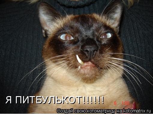Котоматрица: Я ПИТБУЛЬКОТ!!!!!!