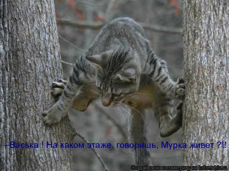 Котоматрица: - Васька ! На каком этаже, говоришь, Мурка живет ?!!