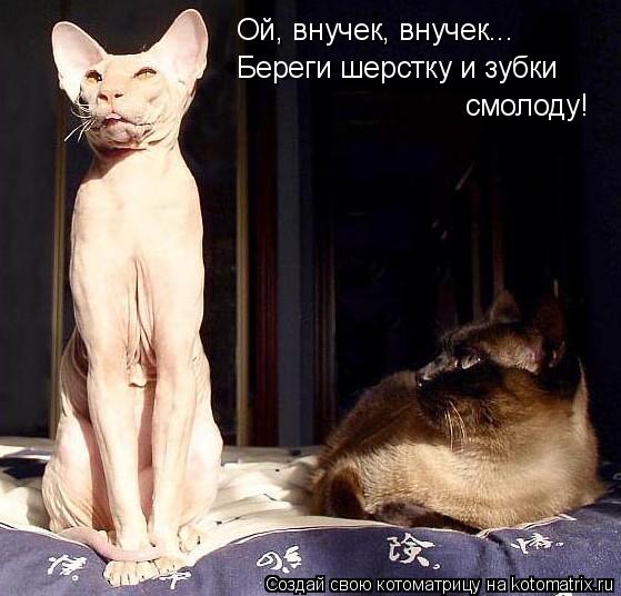 Котоматрица: Ой, внучек, внучек... Береги шерстку и зубки смолоду!