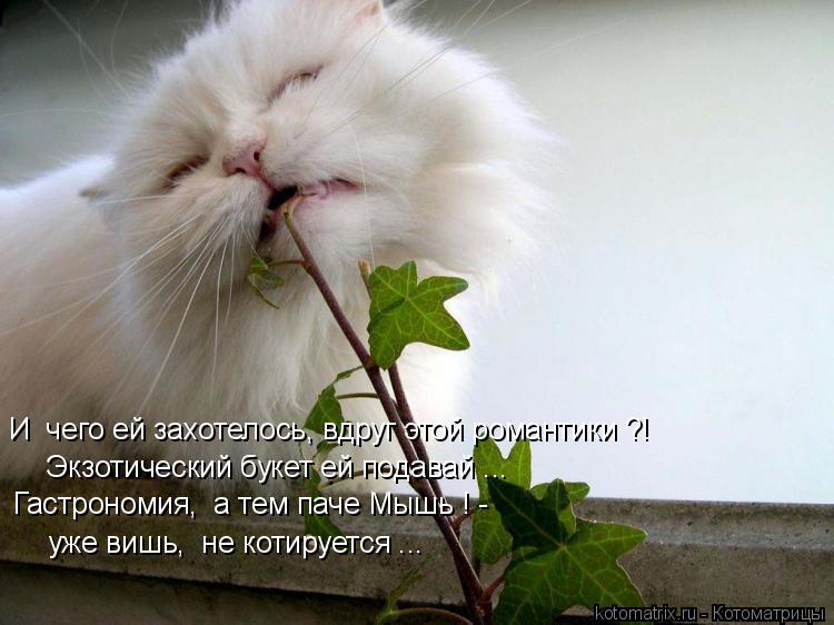 Котоматрица: И  чего ей захотелось, вдруг этой романтики ?!  Экзотический букет ей подавай ...  Гастрономия,  а тем паче Мышь ! - уже вишь,  не котируется ...