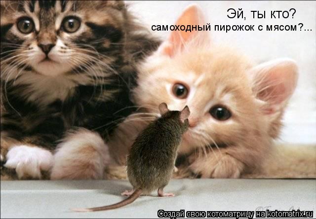 Котоматрица: Эй, ты кто? самоходный пирожок с мясом?...