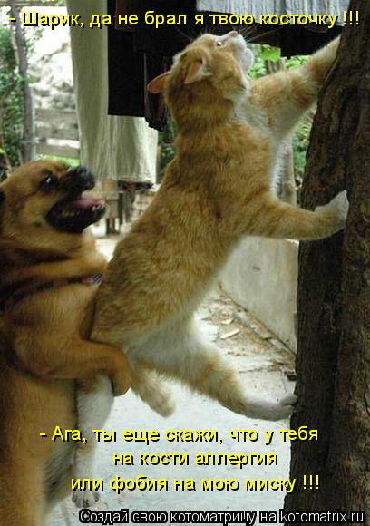 Котоматрица: - Шарик, да не брал я твою косточку !!!  - Ага, ты еще скажи, что у тебя   на кости аллергия  или фобия на мою миску !!!