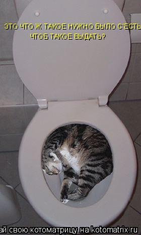 Котоматрица: ЭТО ЧТО Ж ТАКОЕ НУЖНО БЫЛО С'ЕСТЬ, ЧТОБ ТАКОЕ ВЫДАТЬ?