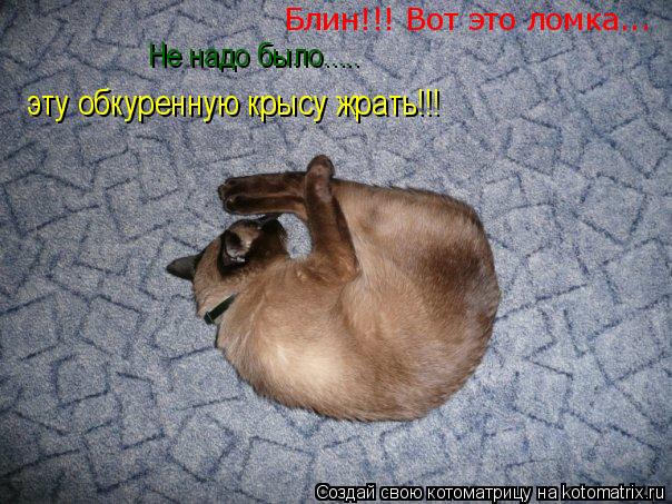 Котоматрица: Блин!!! Вот это ломка... Не надо было..... эту обкуренную крысу жрать!!!