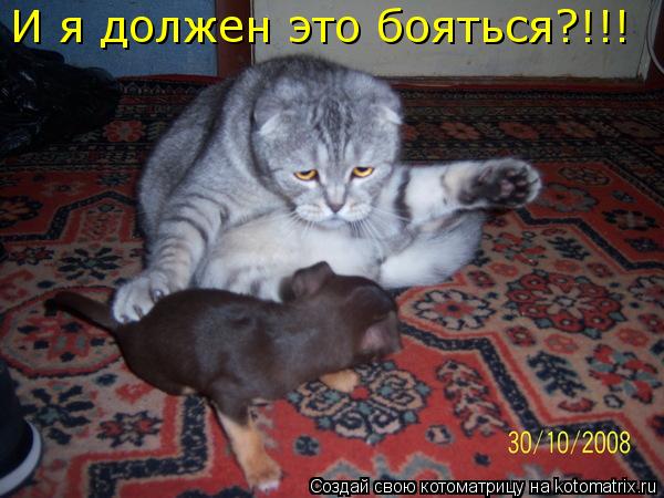 Котоматрица: И я должен это бояться?!!!
