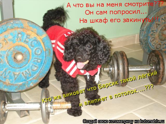 Котоматрица: А что вы на меня смотрите??? Он сам попросил... На шкаф его закинуть!!! Кто же виноват что Барсик такой лёгкий и влипнет в потолок....???