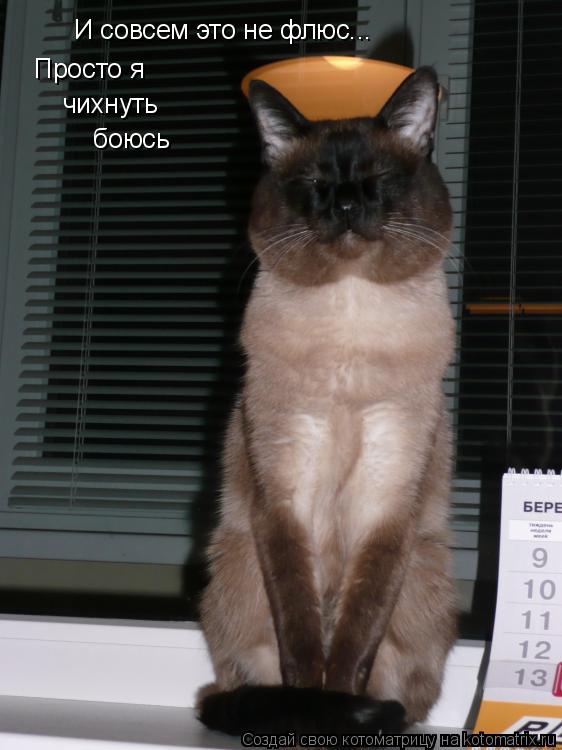 Котоматрица: И совсем это не флюс... Просто я чихнуть боюсь